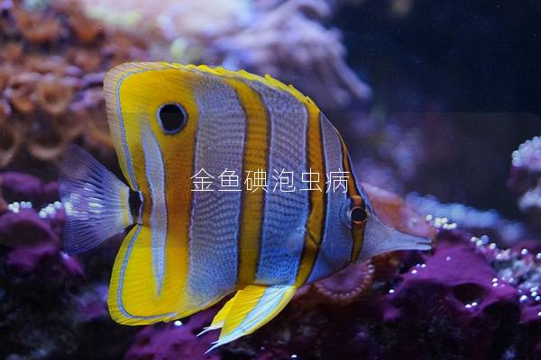 金鱼碘泡虫病