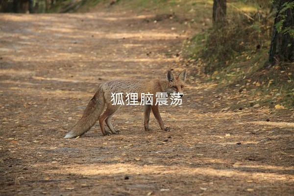 狐狸脑震荡