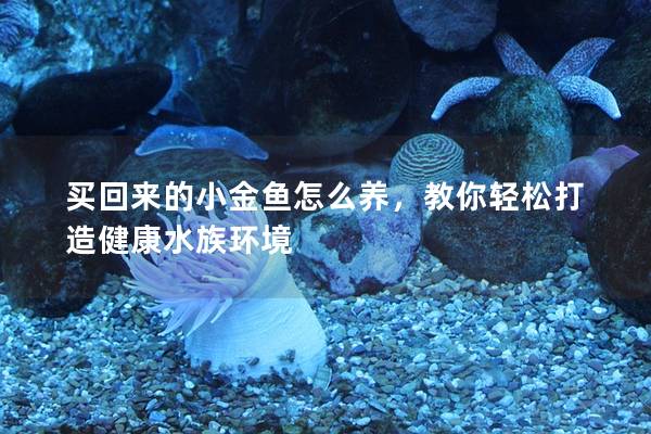 买回来的小金鱼怎么养，教你轻松打造健康水族环境