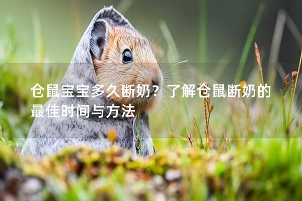 仓鼠宝宝多久断奶？了解仓鼠断奶的最佳时间与方法