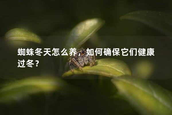 蜘蛛冬天怎么养，如何确保它们健康过冬？