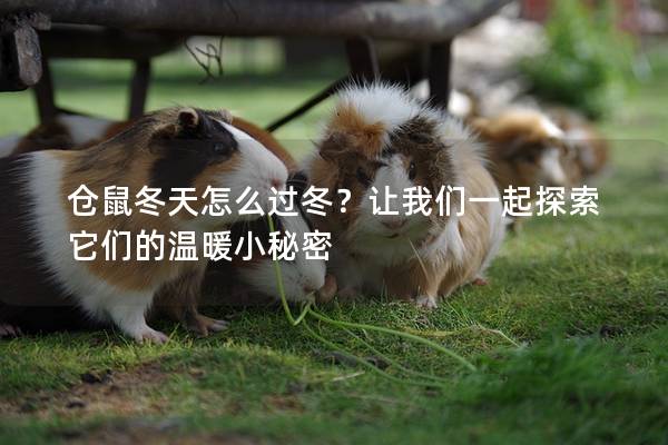 仓鼠冬天怎么过冬？让我们一起探索它们的温暖小秘密