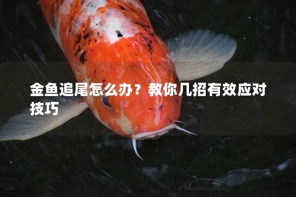 金鱼追尾怎么办？教你几招有效应对技巧