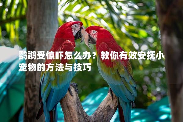 鹦鹉受惊吓怎么办？教你有效安抚小宠物的方法与技巧