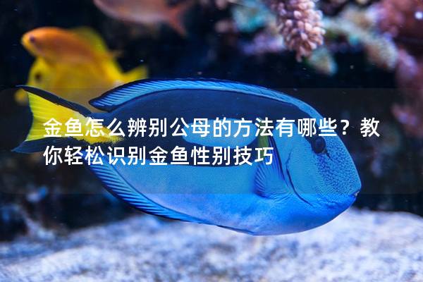 金鱼怎么辨别公母的方法有哪些？教你轻松识别金鱼性别技巧