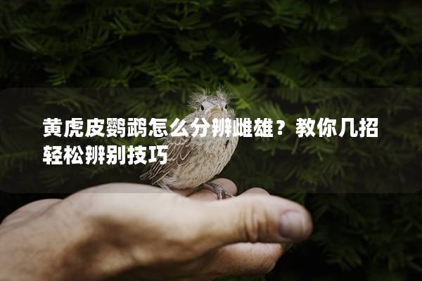 黄虎皮鹦鹉怎么分辨雌雄？教你几招轻松辨别技巧