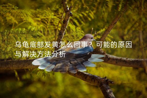 乌龟底部发黄怎么回事？可能的原因与解决方法分析