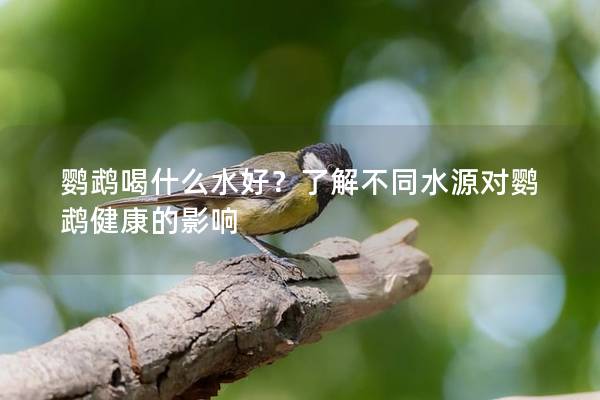 鹦鹉喝什么水好？了解不同水源对鹦鹉健康的影响