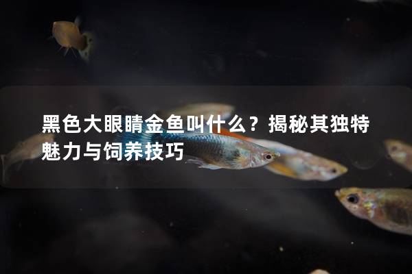 黑色大眼睛金鱼叫什么？揭秘其独特魅力与饲养技巧