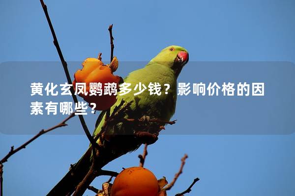 黄化玄凤鹦鹉多少钱？影响价格的因素有哪些？