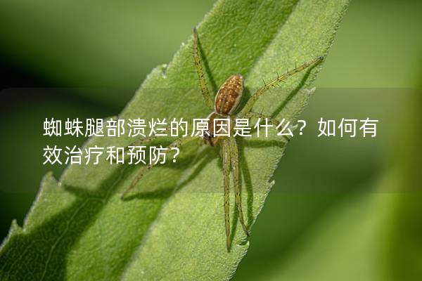 蜘蛛腿部溃烂的原因是什么？如何有效治疗和预防？