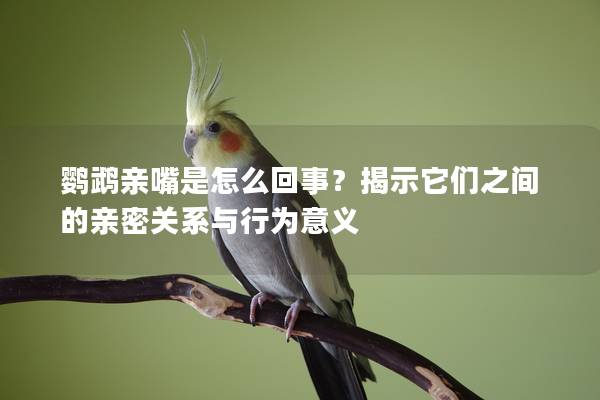 鹦鹉亲嘴是怎么回事？揭示它们之间的亲密关系与行为意义