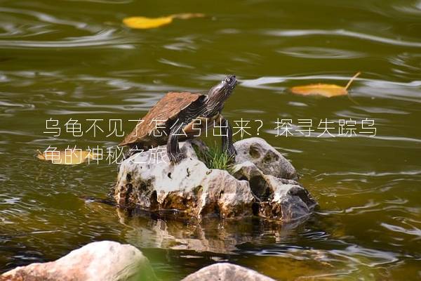 乌龟不见了怎么引出来？探寻失踪乌龟的神秘之旅