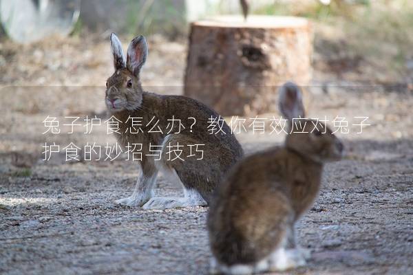 兔子护食怎么办？教你有效应对兔子护食的妙招与技巧