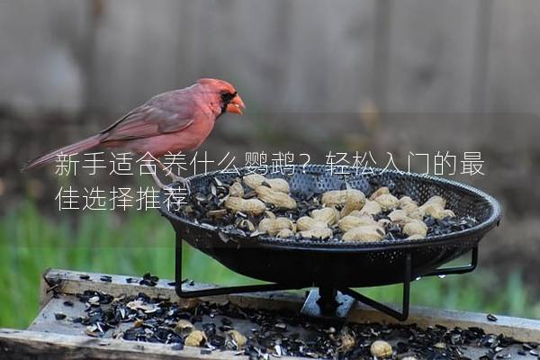 新手适合养什么鹦鹉？轻松入门的最佳选择推荐