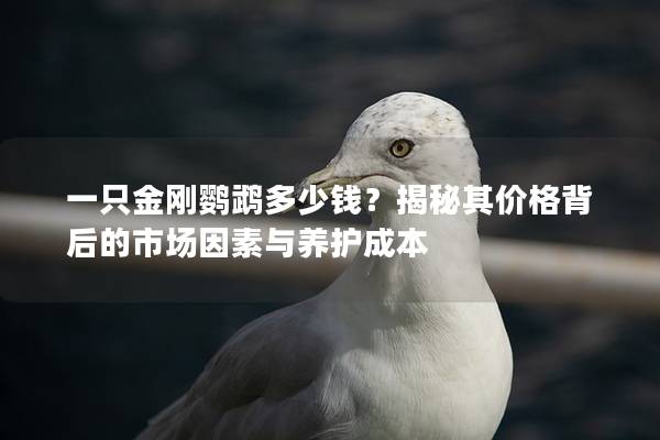 一只金刚鹦鹉多少钱？揭秘其价格背后的市场因素与养护成本