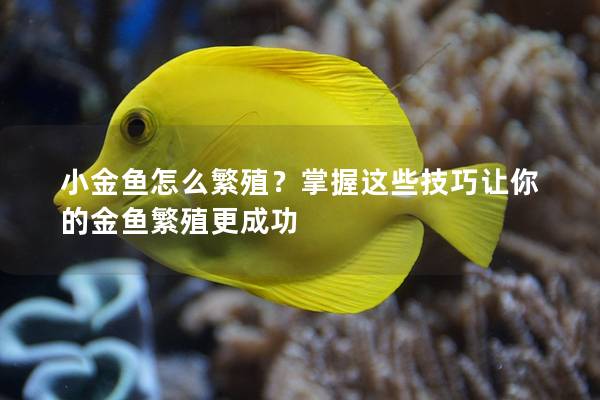 小金鱼怎么繁殖？掌握这些技巧让你的金鱼繁殖更成功