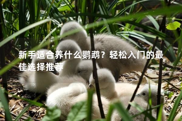 新手适合养什么鹦鹉？轻松入门的最佳选择推荐