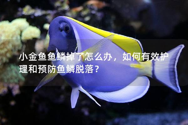 小金鱼鱼鳞掉了怎么办，如何有效护理和预防鱼鳞脱落？