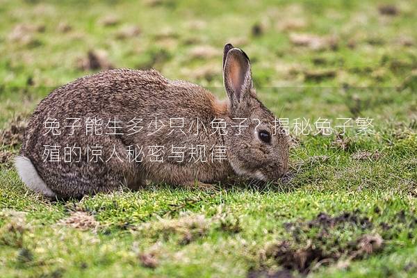 兔子能生多少只小兔子？揭秘兔子繁殖的惊人秘密与规律