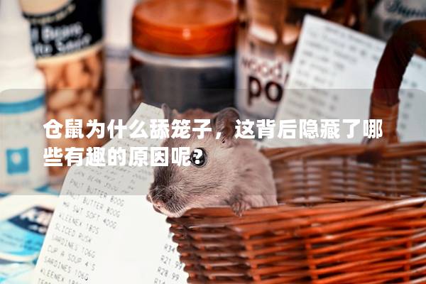 仓鼠为什么舔笼子，这背后隐藏了哪些有趣的原因呢？