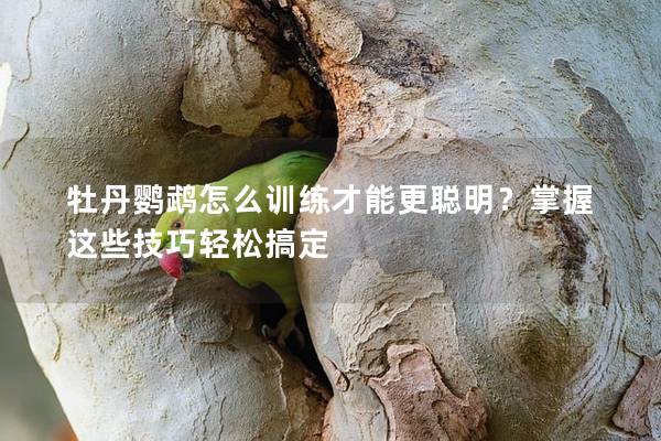 牡丹鹦鹉怎么训练才能更聪明？掌握这些技巧轻松搞定