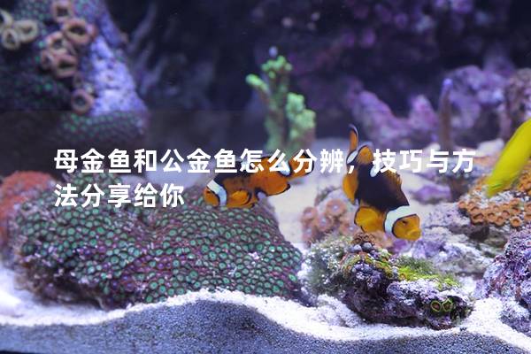 母金鱼和公金鱼怎么分辨，技巧与方法分享给你