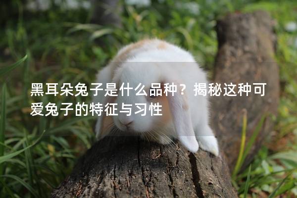 黑耳朵兔子是什么品种？揭秘这种可爱兔子的特征与习性