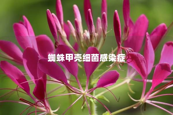 蜘蛛甲壳细菌感染症