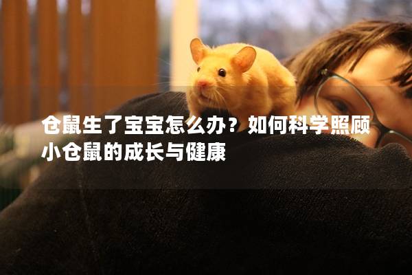 仓鼠生了宝宝怎么办？如何科学照顾小仓鼠的成长与健康