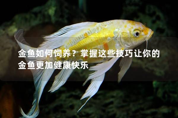 金鱼如何饲养？掌握这些技巧让你的金鱼更加健康快乐