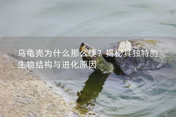 乌龟壳为什么那么硬？揭秘其独特的生物结构与进化原因