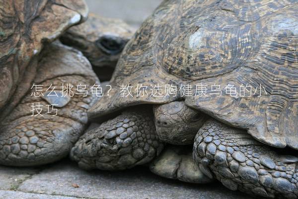 怎么挑乌龟？教你选购健康乌龟的小技巧