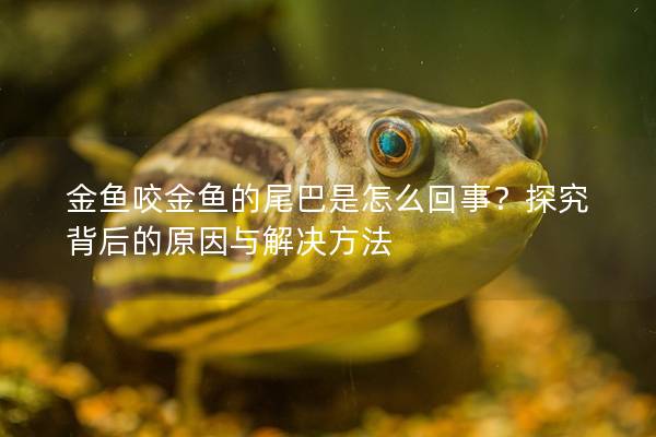 金鱼咬金鱼的尾巴是怎么回事？探究背后的原因与解决方法