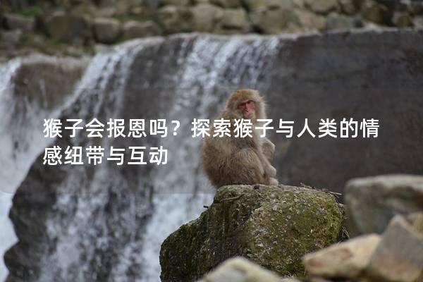 猴子会报恩吗？探索猴子与人类的情感纽带与互动