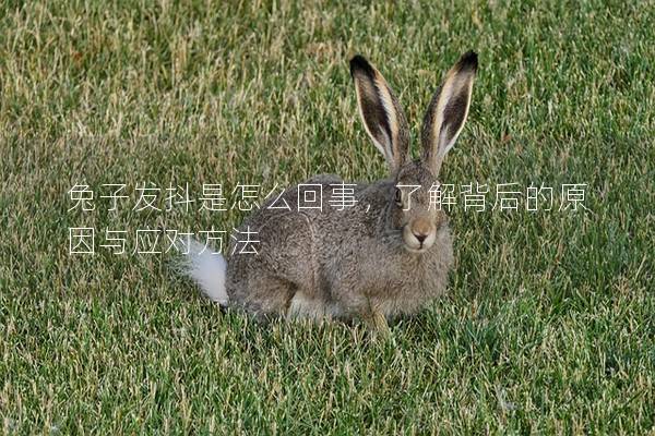 兔子发抖是怎么回事，了解背后的原因与应对方法