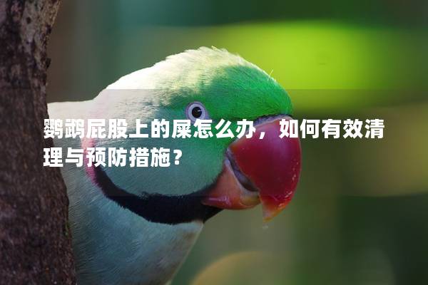 鹦鹉屁股上的屎怎么办，如何有效清理与预防措施？