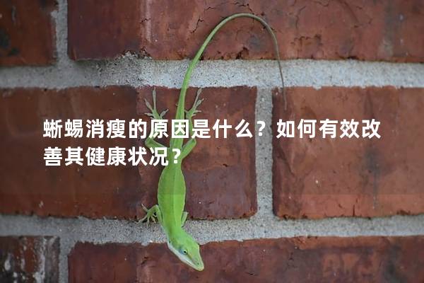 蜥蜴消瘦的原因是什么？如何有效改善其健康状况？