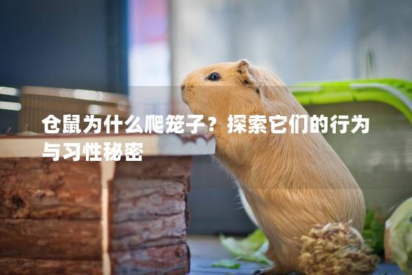 仓鼠为什么爬笼子?探索它们的行为与习性秘密