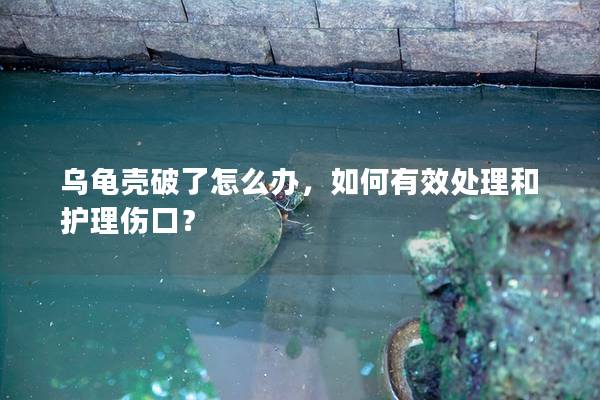 乌龟壳破了怎么办，如何有效处理和护理伤口？