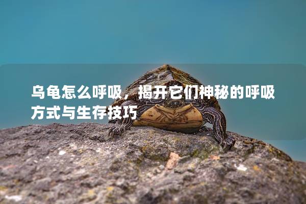 乌龟怎么呼吸，揭开它们神秘的呼吸方式与生存技巧