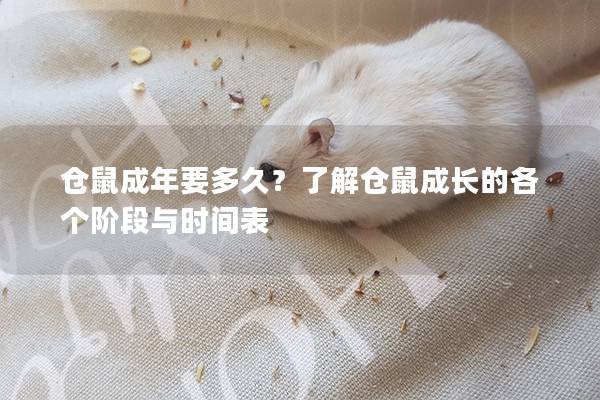 仓鼠成年要多久？了解仓鼠成长的各个阶段与时间表