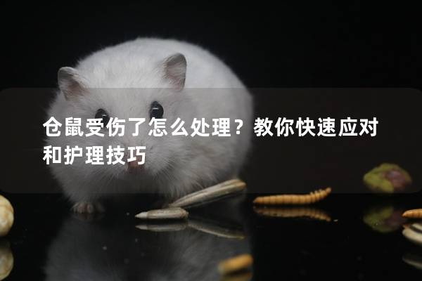 仓鼠受伤了怎么处理？教你快速应对和护理技巧