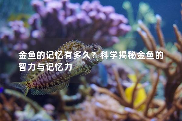 金鱼的记忆有多久？科学揭秘金鱼的智力与记忆力