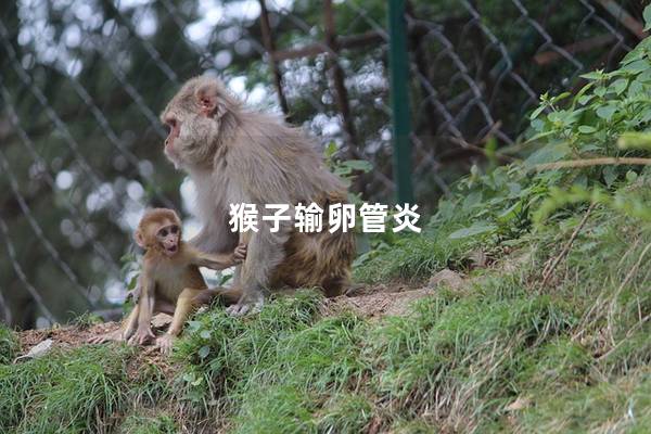 猴子输卵管炎