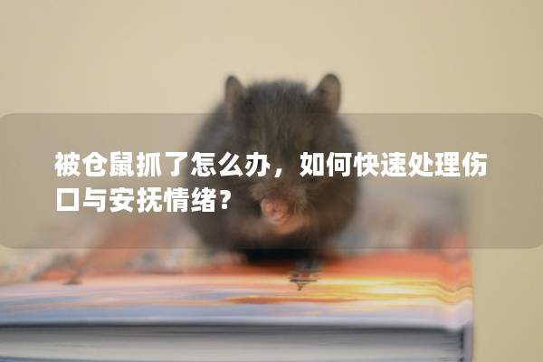 被仓鼠抓了怎么办，如何快速处理伤口与安抚情绪？