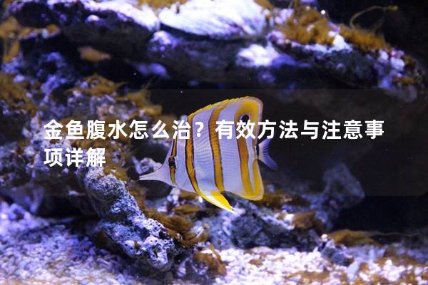 金鱼腹水怎么治？有效方法与注意事项详解