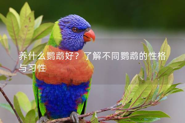 养什么鹦鹉好？了解不同鹦鹉的性格与习性