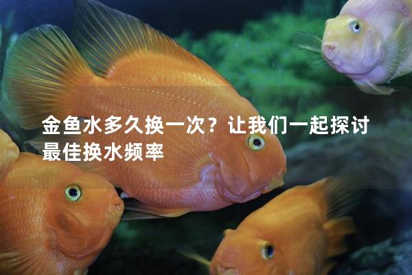 金鱼水多久换一次？让我们一起探讨最佳换水频率