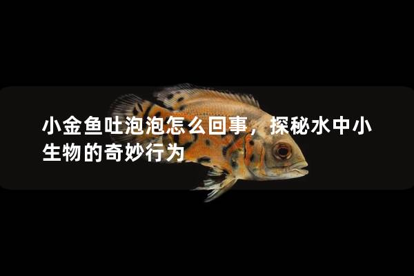 小金鱼吐泡泡怎么回事，探秘水中小生物的奇妙行为